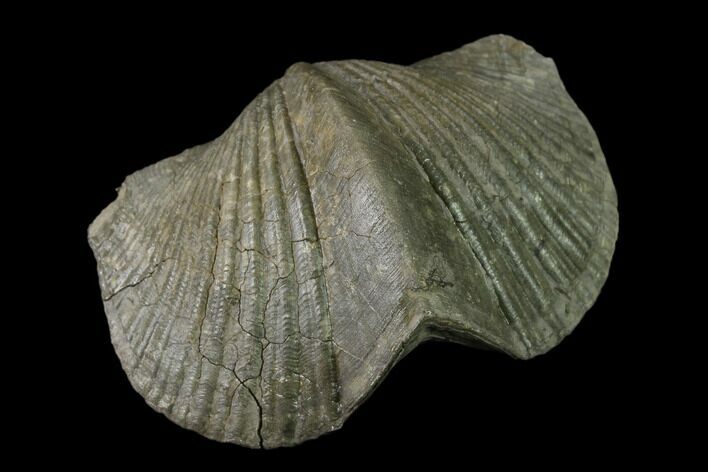Pyrite Replaced Brachiopod (Paraspirifer) Fossil - Ohio #135556